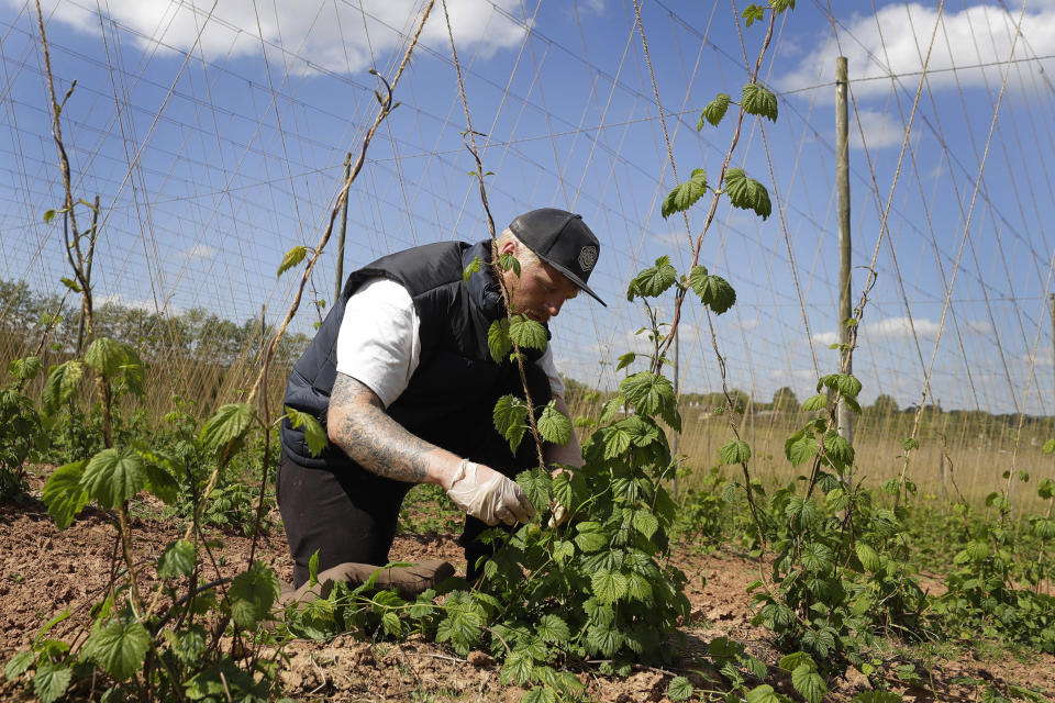 In this May 5, 2020, photo, seasonal worker James Wodyatt trains the growing hops by winding or tying two or three shoots clockwise to each string, at Stocks Farm in Suckley, Worcestershire. Britain’s fruit and vegetable farmers have long worried that the exit from the European Union would keep out the tens of thousands of Eastern European workers who come every year to pick the country’s produce. Now, the coronavirus pandemic has brought that feared future to the present. (AP Photo/Kirsty Wigglesworth)