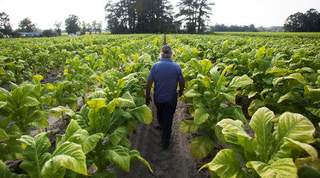 FILE PHOTO: Lester "Buddy" Stroud, a farm hand at Shelley Farms, walks through a field of tobacco ready to be harvested in the Pleasant View community of Horry County, South Carolina, U.S., July 26, 2013. REUTERS/Randall Hill/File Photo