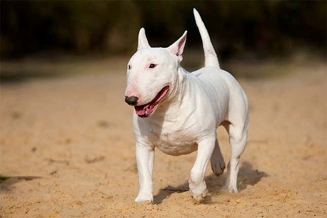 A white bull terrier dog trots in the dirt with tail up.