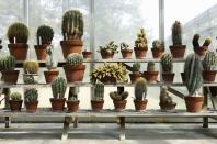 <p>Cacti may not get all the attention of other <a href="https://www.housebeautiful.com/lifestyle/gardening/g36480049/indoor-hanging-plants/" rel="nofollow noopener" target="_blank" data-ylk="slk:houseplants" class="link ">houseplants</a> such as the flashy <a href="https://www.housebeautiful.com/lifestyle/gardening/a33626165/monstera-deliciosa-swiss-cheese-plant/" rel="nofollow noopener" target="_blank" data-ylk="slk:Swiss cheese plant" class="link ">Swiss cheese plant</a> or the hard-to-kill <a href="https://www.housebeautiful.com/lifestyle/gardening/a39313057/snake-plant-care/" rel="nofollow noopener" target="_blank" data-ylk="slk:snake plant" class="link ">snake plant</a>, but they can be a great addition to your garden, indoors and out. With amazing variety and texture, they’re actually a type of succulent, which is any plant that survives drought by storing water in its leaves, stems or roots. “All cacti are succulents, though not all succulents are cacti,” says <a href="https://debraleebaldwin.com/cactus-photos-and-ids/" rel="nofollow noopener" target="_blank" data-ylk="slk:Debra Lee Baldwin" class="link ">Debra Lee Baldwin</a>, succulent expert and author of <a href="https://www.amazon.com/gp/product/B06XPJPSN8/ref=dbs_a_def_rwt_hsch_vapi_tkin_p1_i0?tag=syn-yahoo-20&ascsubtag=%5Bartid%7C10057.g.41106306%5Bsrc%7Cyahoo-us" rel="nofollow noopener" target="_blank" data-ylk="slk:Designing with Succulents" class="link ">Designing with Succulents</a>. “But cacti are among the world’s most resilient and adaptable plants, and they last forever in pots.” </p><p>Cacti grow in the ground in warm climates or in pots that can be brought indoors if the weather gets extremely hot or cold. Give them a sunny windowsill with no drafts, or set them under a <a href="https://www.housebeautiful.com/lifestyle/g29858848/best-plant-grow-lights/" rel="nofollow noopener" target="_blank" data-ylk="slk:grow light" class="link ">grow light</a> for optimal results. Otherwise, they tend to stretch toward the light and become unattractive. Outdoors, cacti typically like full sun unless it’s boiling hot, which is when they benefit from a little shade or shelter from a taller plant. Also, make sure not to drown them. “Cacti really resent too much water, and the roots will rot,” says Baldwin. So, err on the side of caution and water only when the soil feels dry. Finally, cacti with super-sharp spines are not pet or kid-safe, but they can make impressive accent plants in the right setting. </p><p><strong>And now that you know how to take care of them, learn more about the various types of cactus plants you can grow yourself. </strong></p>