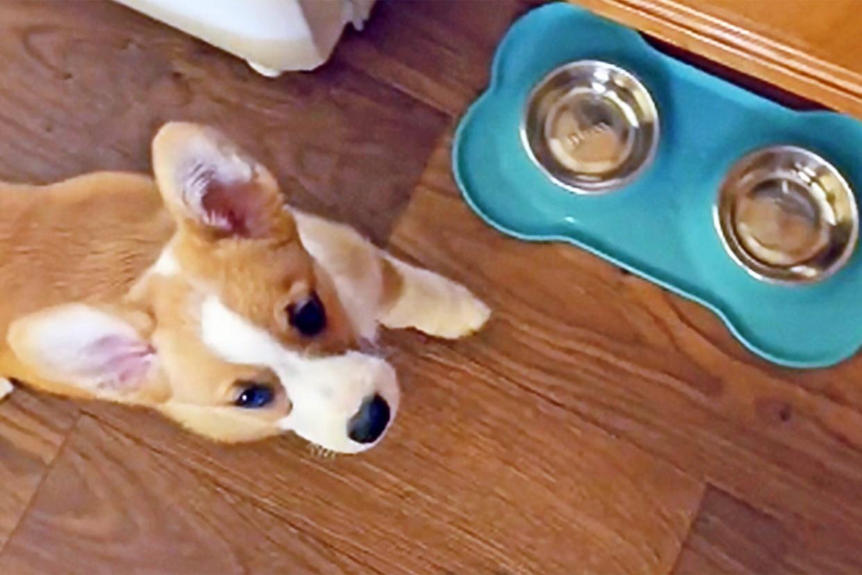 corgi hears rice and comes running tiktok