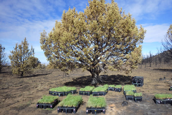 Bluebunch wheatgrass waiting to be planted at the Steens experimental study site in Steens Mountain Range, Oregon, after a recent prescribed burn.