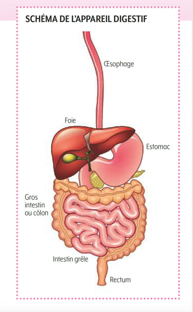 La digestion pour les nuls
