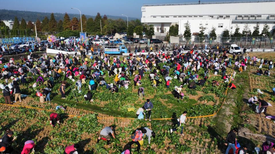 彰化縣芬園鄉農會6日舉辦免費拔蘿蔔活動，吸引5000人參加，3公頃約3萬條蘿蔔7分鐘就被拔光。（圖／彰化縣芬園鄉農會提供）