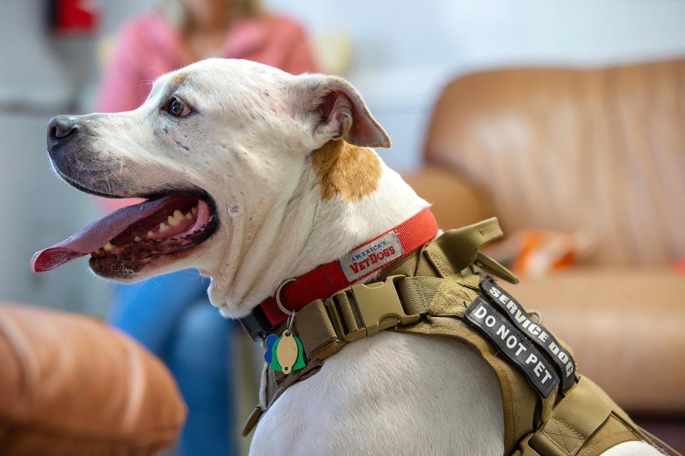 Jax, a 3-year-old rescued pit bull who was trained to become his service dog for veterans, sits at Cherry Lane Kennels in Howell, NJ Monday, March 25, 2024.
