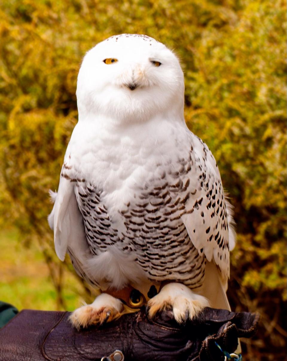 Open Door Bird Sanctuary's new, and first, snowy owl will make his first public appearance April 22 during Open Door's program at the "Every Day is Earth Day" festival at the Kress Center in Egg Harbor. He was given the name Oslo, selected from a naming contest that drew more than 200 entries.