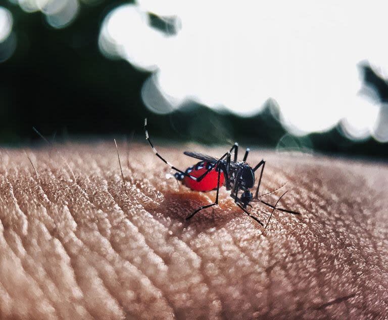 El dengue grave se puede dar sin haber tenido una primera infección