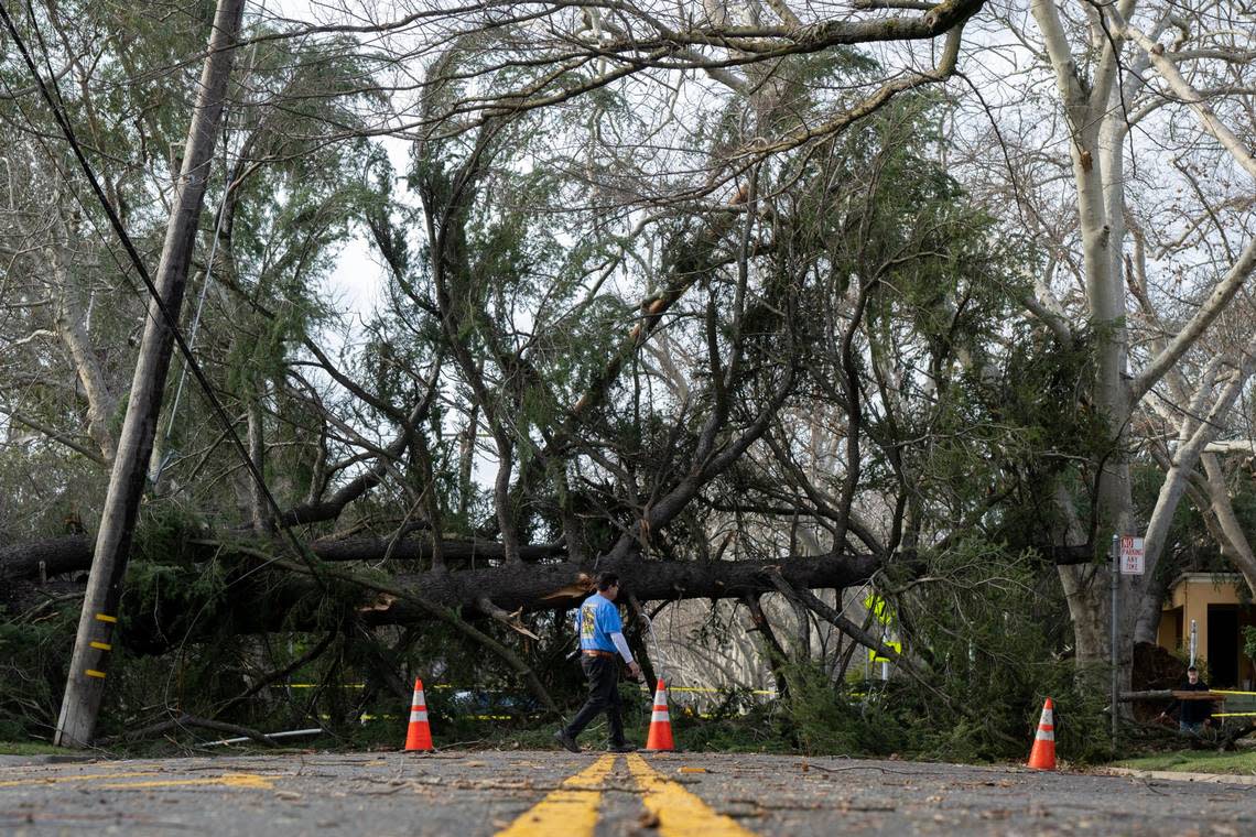 An East Sacramento resident crosses the street in front of a tree blocking H Street near 36th Street in Sacramento on Sunday.