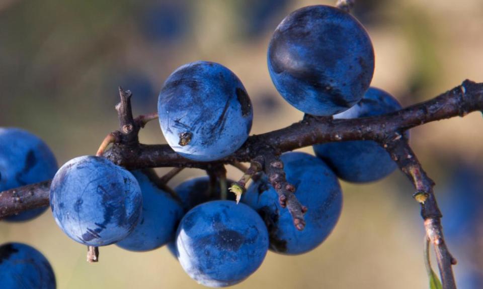 Blackthorn branch.