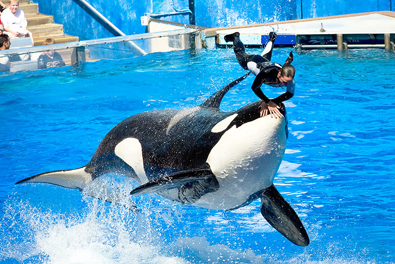 SeaWorld Is One Step Closer to Expanding Its Orca Tanks