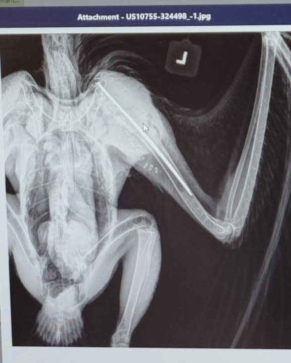 Another X-ray shows the pins placed along the eagle’s humerus to hold the bone in place as it heals. (Photo courtesy of Melissa Jordan)