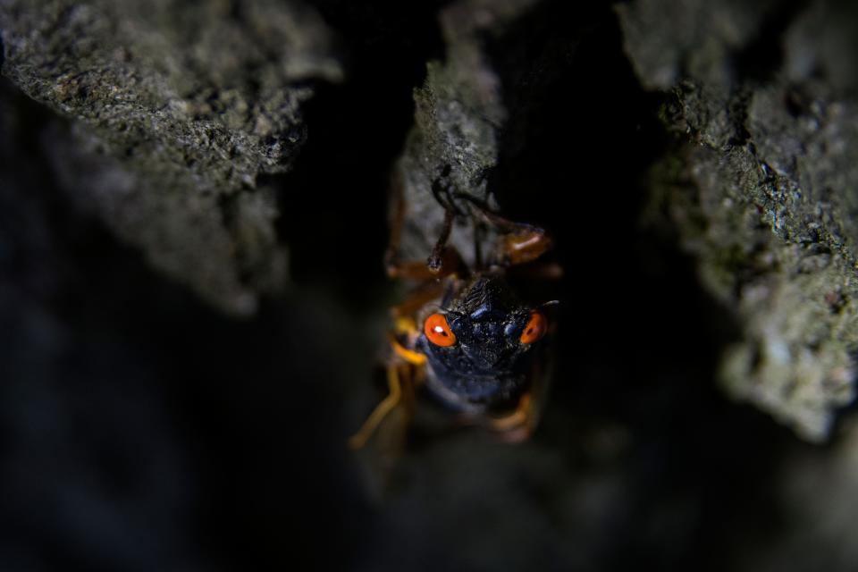 A cicada crawls on a tree at Phillips Park in Newark Monday, May 24, 2021.