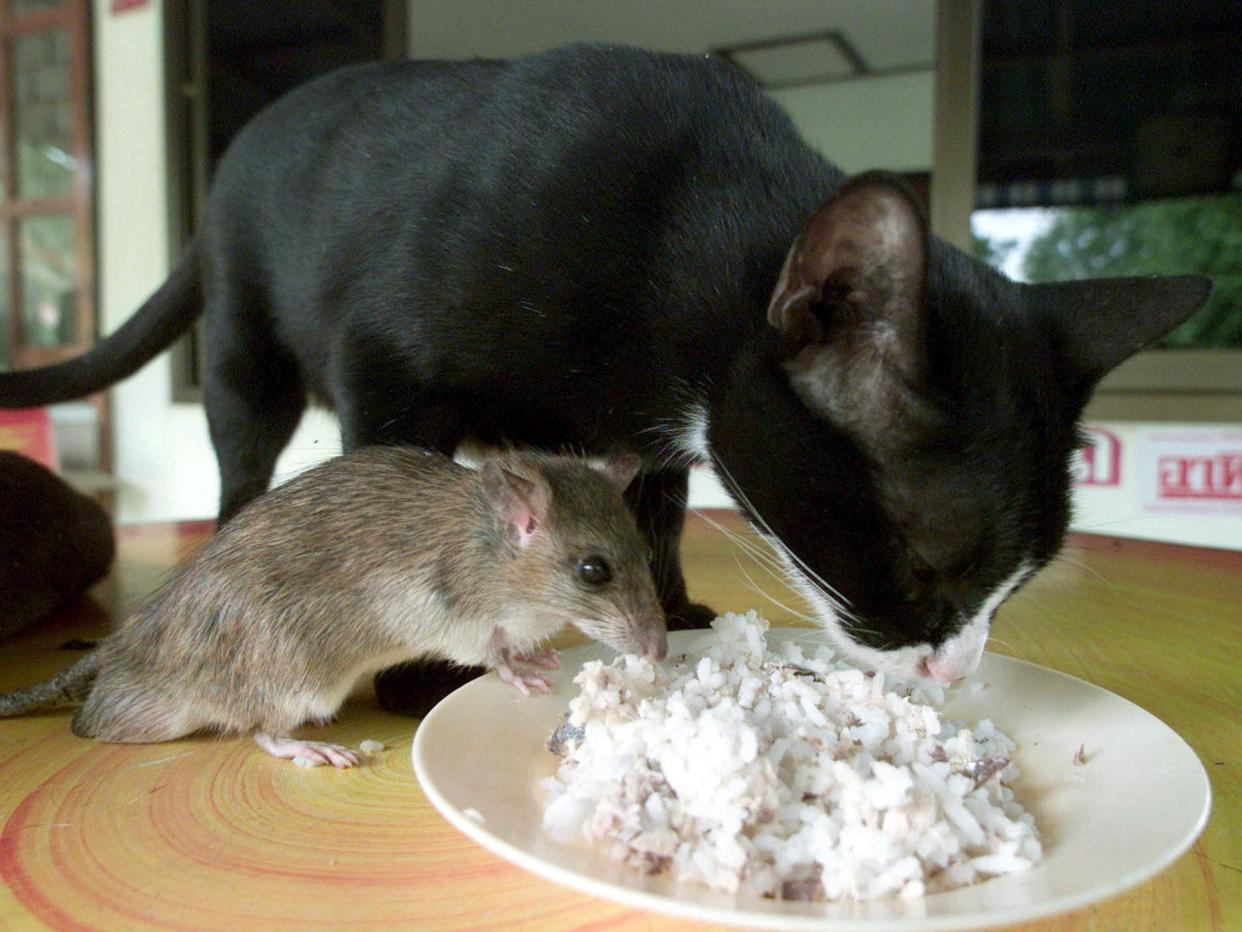 This mouse, called Jeena, clearly has no fear of Auan the cat, although no scientists were involved in the relationship. Auan became Jeena's playmate and protector after they met on a farm in Thailand. Elsewhere US scientists manged to remove fear memories from mice under laboratory conditions: File photo/Reuters