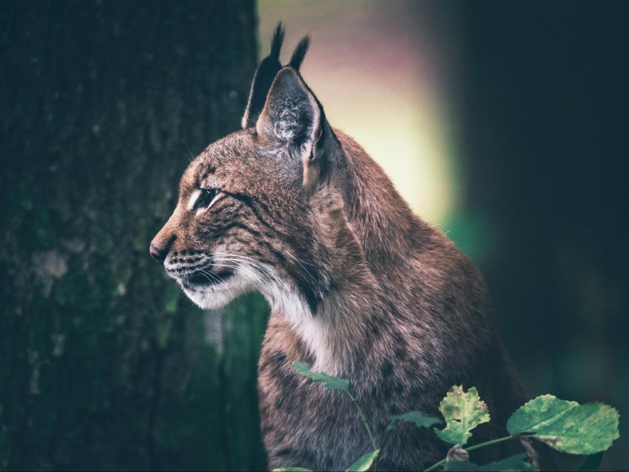 Populations of the Eurasian lynx have successfully been reestablished across Europe (Getty)