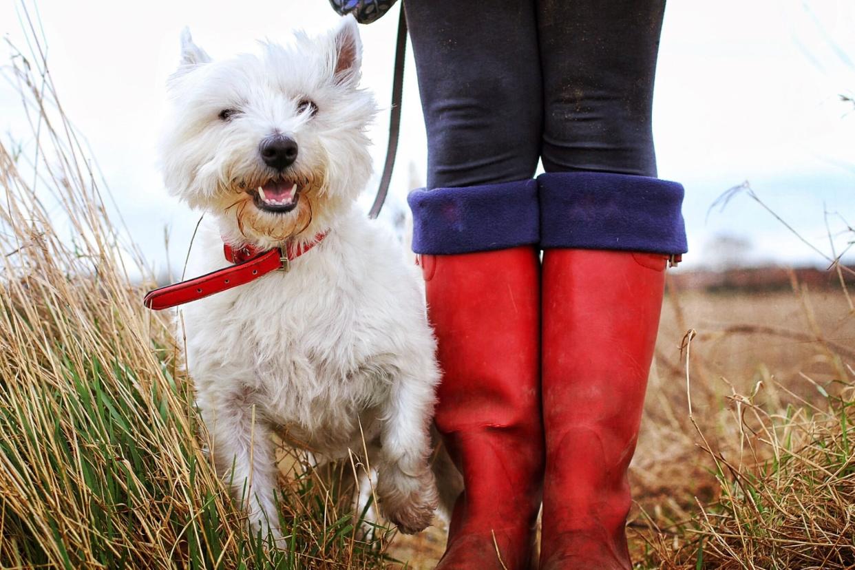 westie with person in red boots; dogs with pointy ears