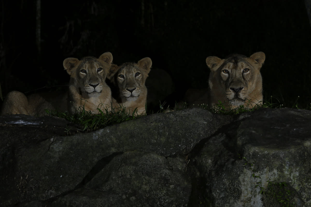 Asiatic lions at the Night Safari. (PHOTO: Mandai Wildlife Group)