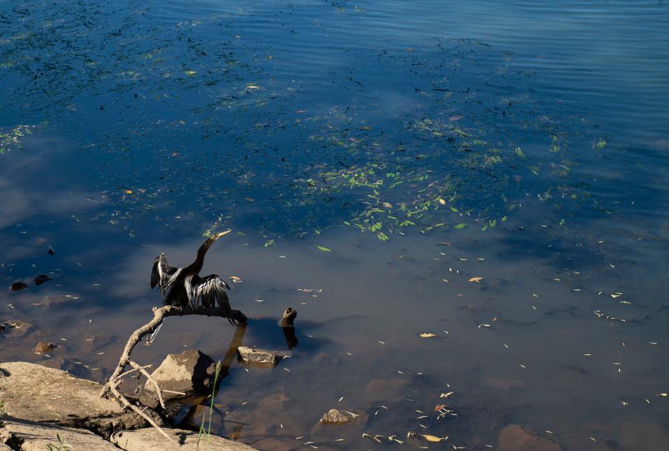 A bird sits perched on a log in the Savannah River at the Augusta Riverwalk in late October.