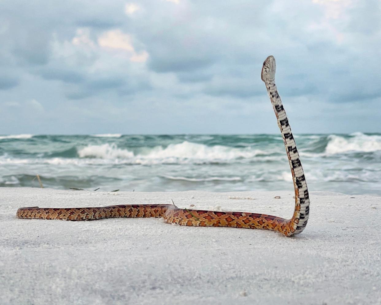 Diane Fairey's "Corn Snake Enjoying the Salty Air" won Best in Show and the Fabulously Florida category in People's Choice voting in the fourth annual Summer Photo Contest sponsored by the Conservation Foundation of the Gulf Coast.