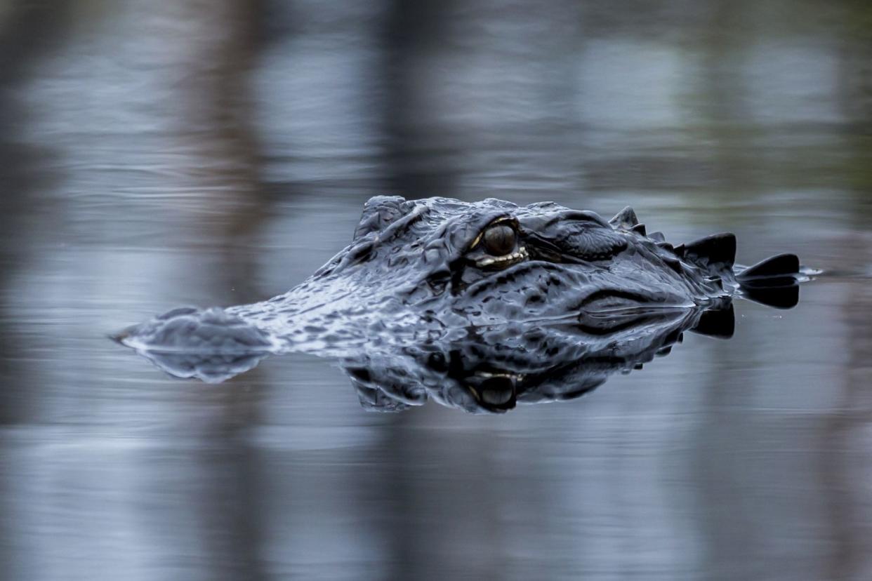 An alligator is pictured in Georgia.