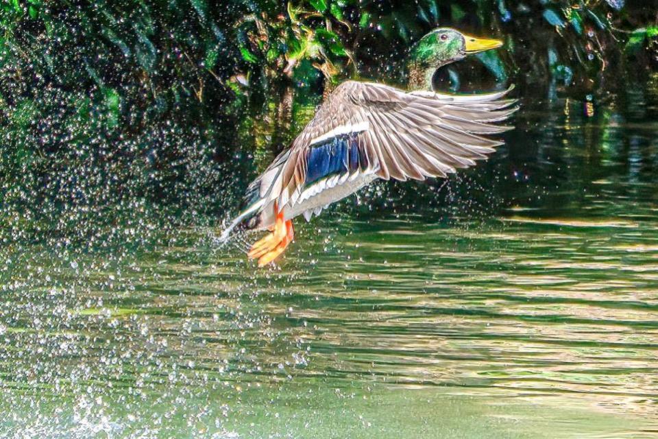 Isle of Wight County Press: Mallard in flight