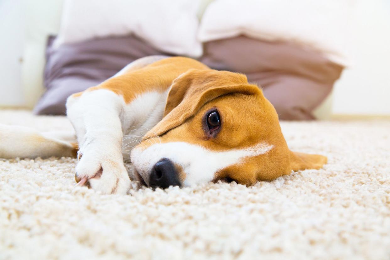 Tired dog on carpet. Sad beagle on floor. Dog lying on soft carpet after training. Beagle with sad opened eyes indoors. Beautiful animal background.