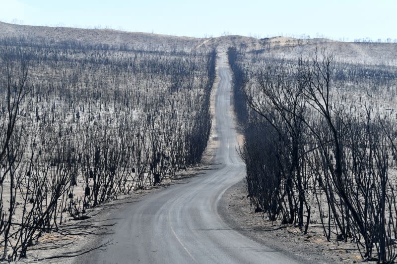 Charred trees are seen at the Flinders Chase National Park in Kangaroo Island.