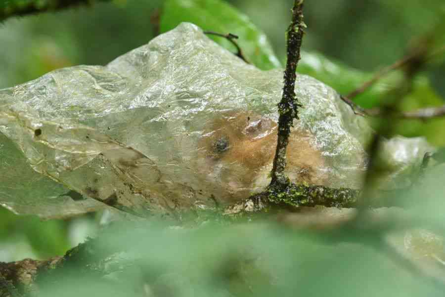 Mouse House: In Kavrem, Goa, an adorable long-tailed tree mouse roosts inside a discarded polythene packet that has been caught on a bush. While this plastic palace may momentarily shield the mouse from the elements, it is a dangerous home. It could suffocate or poison its resident and eventually go on to pollute land or water. 