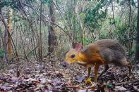 <p>Le mammifère photographié est un chevrotain à dos argenté (Tragulus Versicolor), un ruminant présent seulement au Vietnam et très rarement étudié.</p>