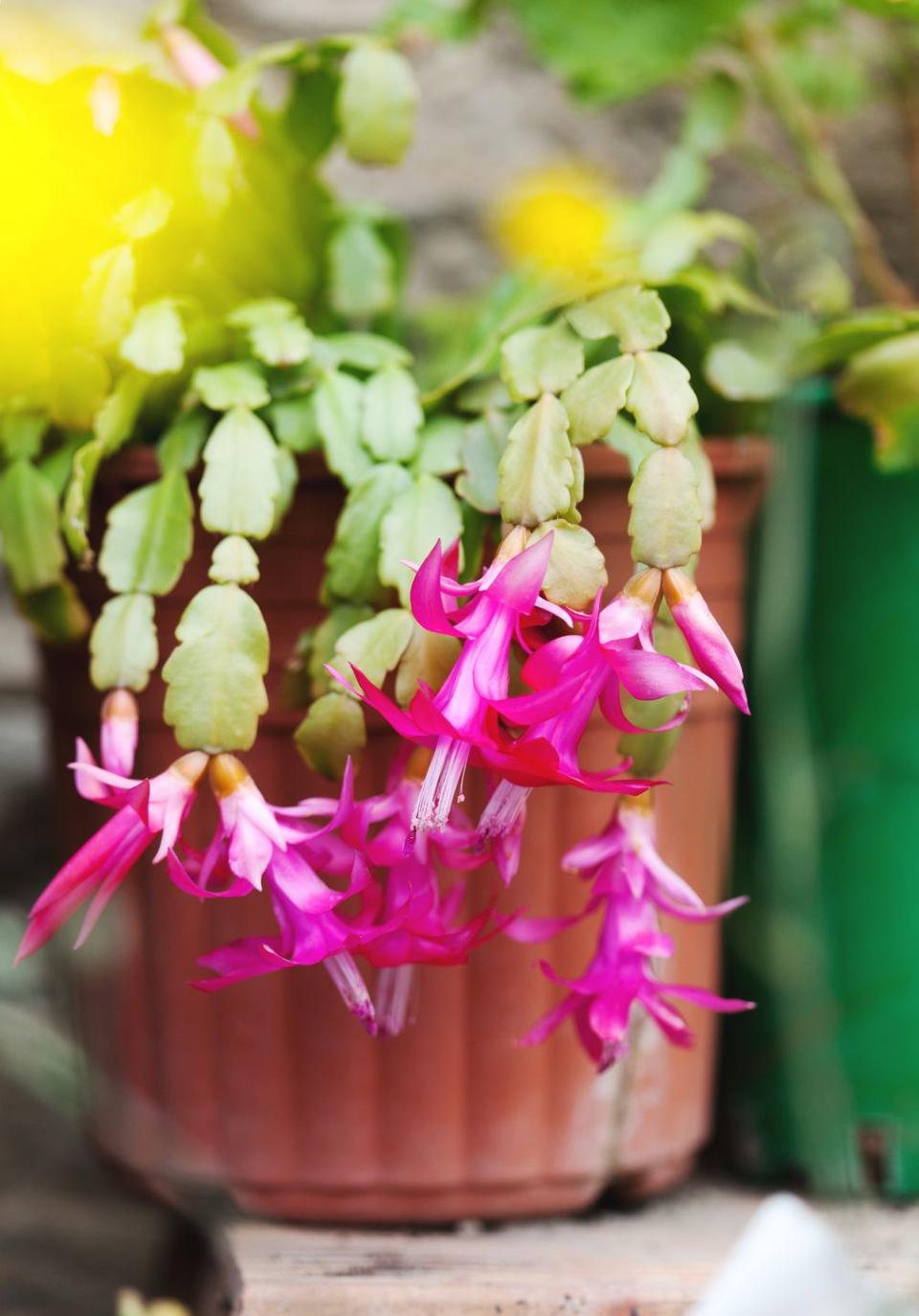 Christmas Cactus