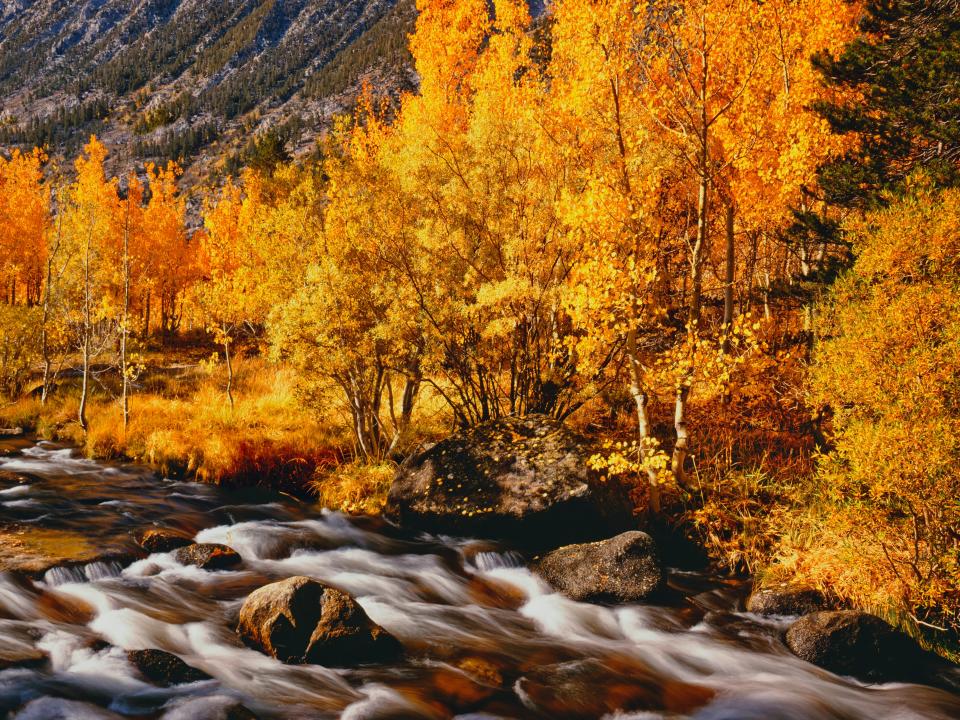 Autumn Aspen Trees Line Bishop Creek In The Sierra Nevada Mountains Near Bishop, CA