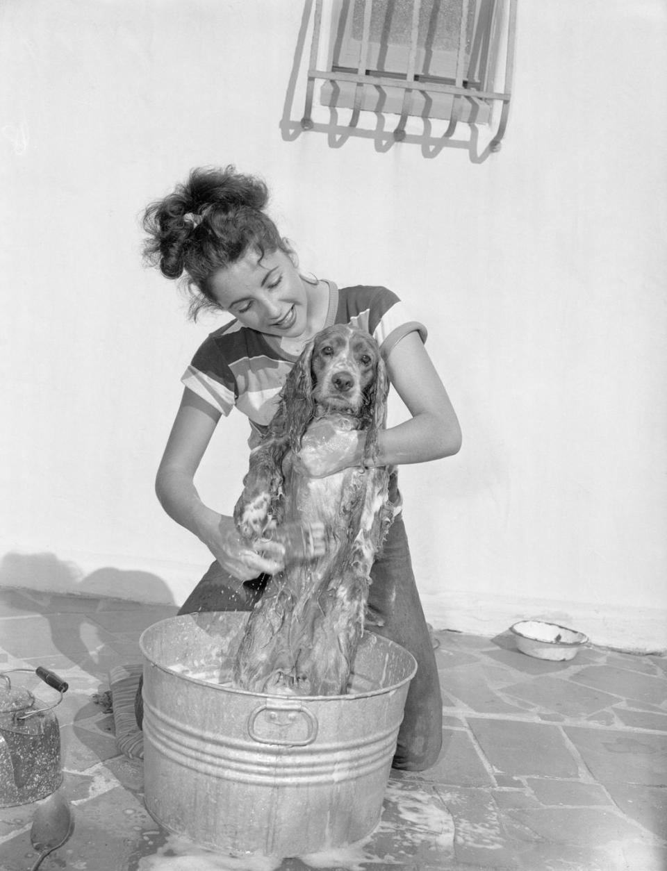 <p>The MGM Studios star gives her Cocker Spaniel, Amy, a bath on the patio of her Hollywood home. </p>