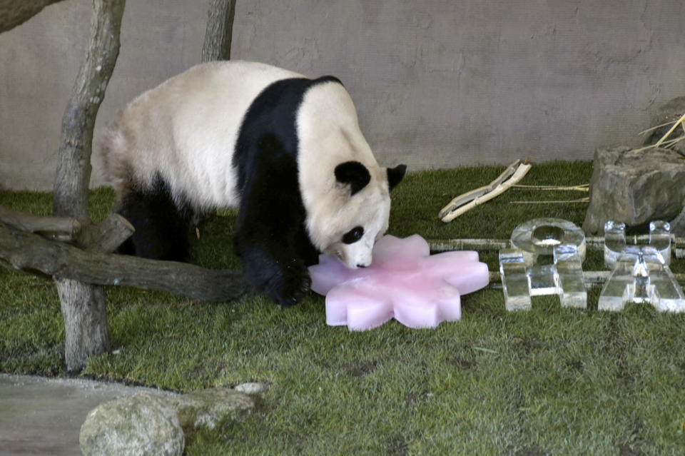 Ouhin, one of the giant panda twins at the Adventure World in Shirahama, western Japan, looks at ice blocks given to her on her eighth birthday on Dec. 2, 2022. Japanese panda fans on Tuesday, Feb. 21, 2023, bid teary farewells to their idols Xiang Xiang, “super papa” Eimei and his twin daughters, Ouhin and Touhin, ahead of their departure to China, where they will live in a protected facility in Sichuan province. (Kyodo News via AP)