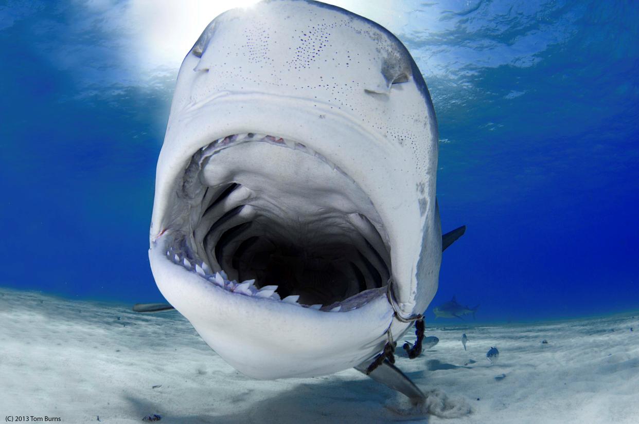 Some sharks swallow their food whole while others filter through their gills.