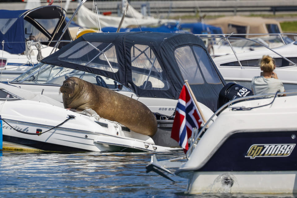 Freya the walrus sitting on a boat in Frognerkilen in Oslo, Norway, Monday July 18, 2022. Authorities in Norway said Sunday, Aug. 14, 2022 they have euthanized a walrus that had drawn crowds of spectators in the Oslo Fjord after concluding that it posed a risk to humans. (Tor Erik Schrøder/NTB Scanpix via AP)