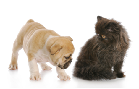 Obesity-related health issues for dogs and cats