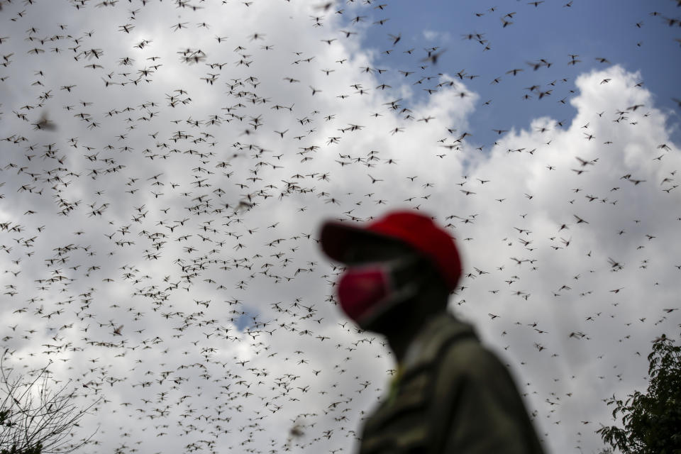 FILE - A farmer watches swarms of desert locusts that invaded his farm in Elburgon, Kenya, March 17, 2021. Extreme wind and rain may lead to bigger and worse desert locust outbreaks, with human-caused climate change likely to intensify the weather patterns and cause higher outbreak risks, a new study has found. (AP Photo/Brian Inganga, File)