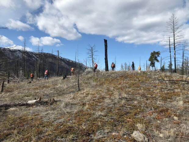 Archeologists of Skeetchestn Natural Resources, the economic development division of the Skeetchestn Indian Band, surveying the Back Valley, one of the areas ravaged by the 2017 Elephant Hill wildfire in B.C.'s southern Interior.  (Doug Herbert/CBC - image credit)