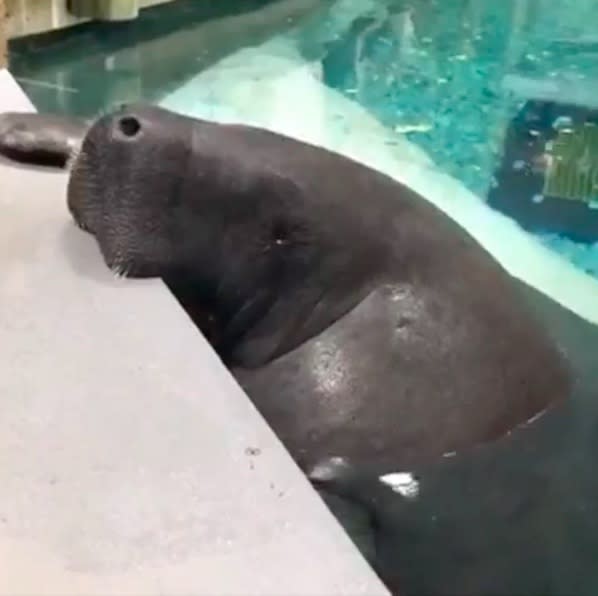 Oh no: Snooty, the world’s oldest known manatee, just died in a “heartbreaking accident”