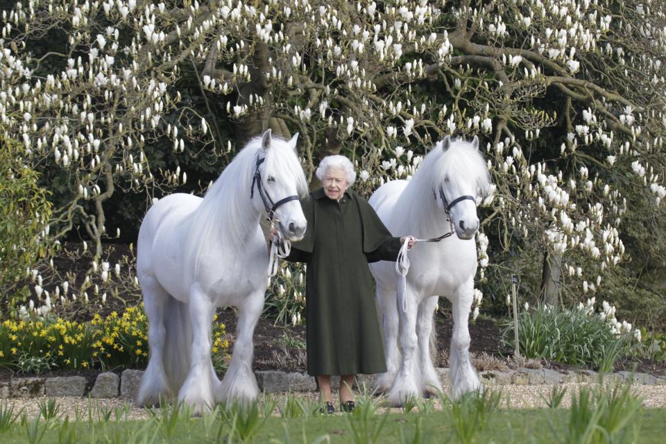 A new portrait photo of Queen Elizabeth II was released April 20, 2022, by The Royal Windsor Horse Show to mark her 96th birthday. Taken in March in the grounds of Windsor Castle, she is holding her Fell ponies, Bybeck Nightingale (right) and Bybeck Katie.