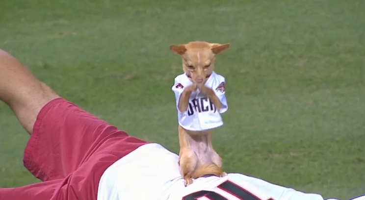 Scooby the chihuahua makes his owner balance on a tiny pole. (MLB.com)