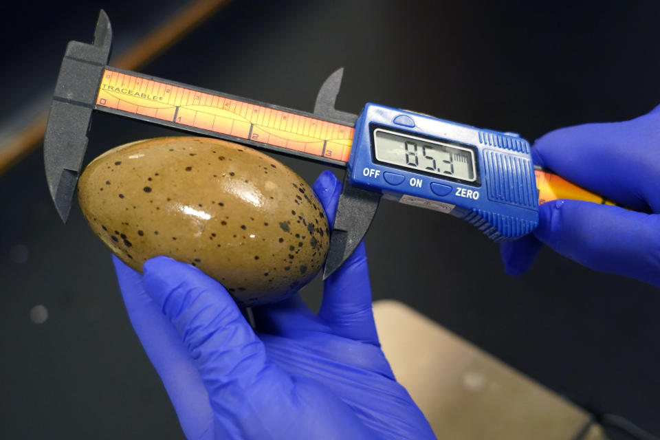 Biologist Tiffany Grade measures a non-viable loon egg collected from Squam Lake, Friday, June 25, 2021, in Holderness, N.H. Grade is studying the impact PCB's are having on loons, and will examine the egg for possible PCB contamination. Researchers in New Hampshire have long struggled to understand why loon numbers have stagnated on the lake, despite a robust effort to protect them. (AP Photo/Elise Amendola)