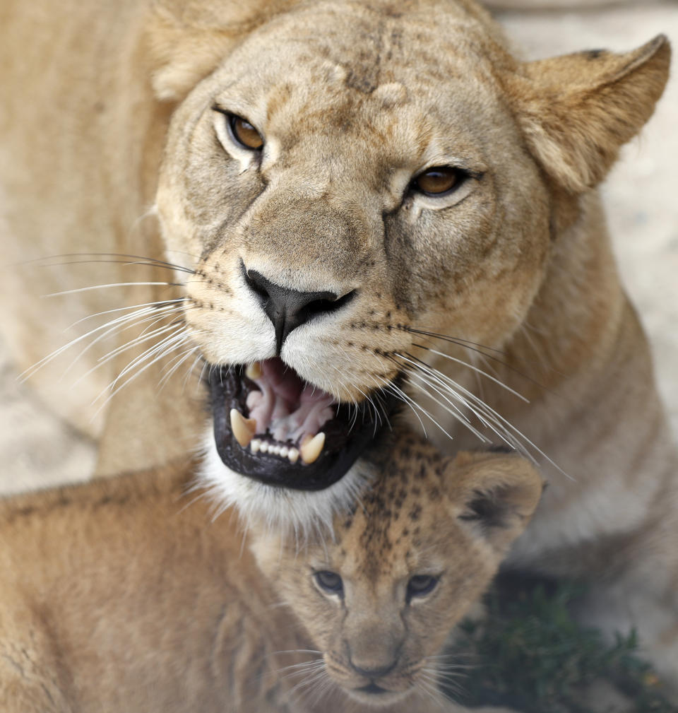 A Barbary lion cub with its mother Khalila rests in its enclosure at the zoo in Dvur Kralove, Czech Republic, Monday, July 8, 2019. Two Barbary lion cubs have been born in a Czech zoo, a welcome addition to a small surviving population of a rare majestic lion subspecies that has been extinct in the wild. A male and a female that have yet to be named were born on May 10 in the Dvur Kralove safari park. (AP Photo/Petr David Josek)