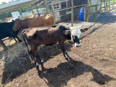 A man and a woman were arrested after 45 malnourished animals were discovered at a Brevard County farm.