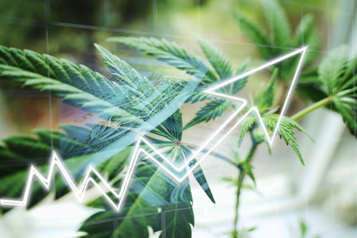 A marijuana plant with a rising arrow superimposed over it