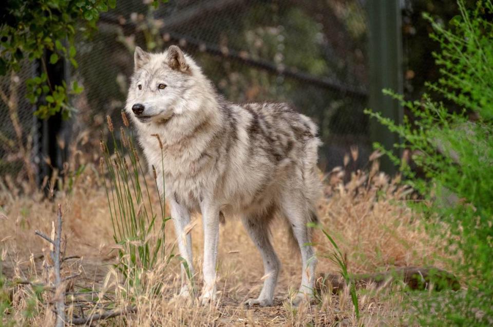 Yasmeen Ghavamian, PhD candidate in animal biology, is conducting gray wolf research at the Oakland Zoo using novel objects and puzzle boxes to assess individual wolf personalities and problem solving skills on June 23, 2023. This is the first of six-weeks of field research and will be the first time novel objects are placed with the wolves. They are monitored with cameras and human observation to see how they react. Gregory Urquiaga/UC Davis