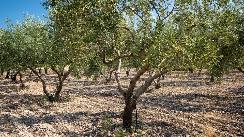 Olive groves have been targeted by thieves who steal trees wholesale or saw off branches laden with fruit. - Tim Graham/Getty Images