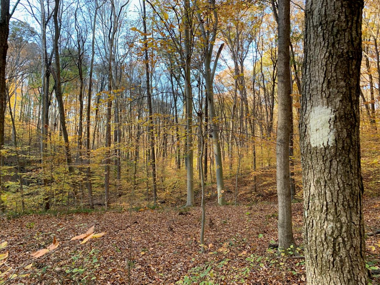 The trails at Canyon Forest Nature Preserve are blazed, as seen in this photo.