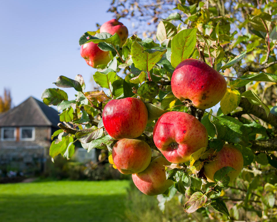 red apples growing on a tree