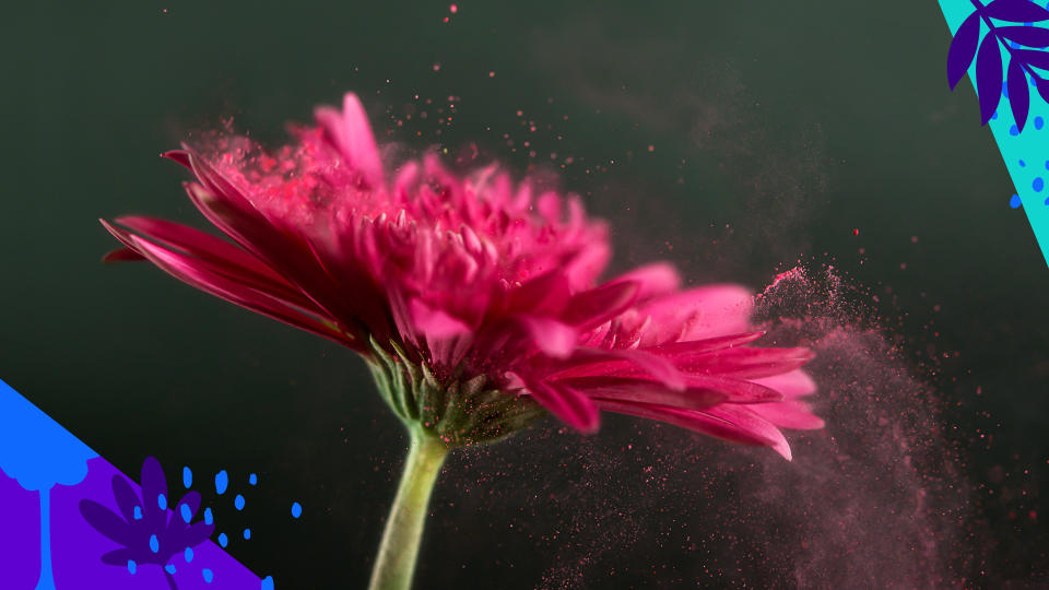 A fuchsia-color flower sheds pollen
