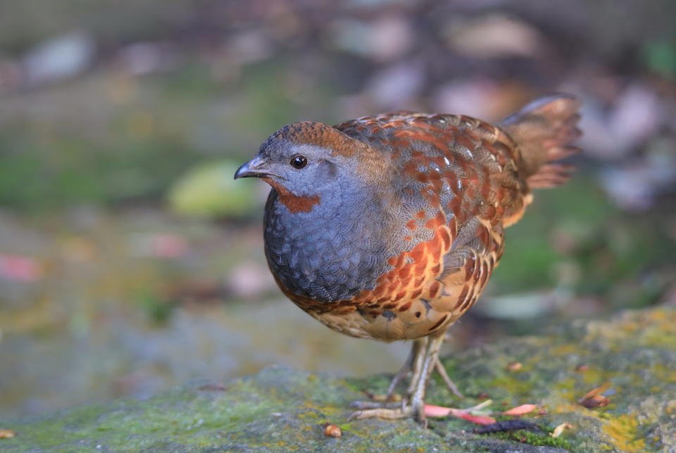 台灣特生中發布「鳥類指標」為亞洲第2個國家